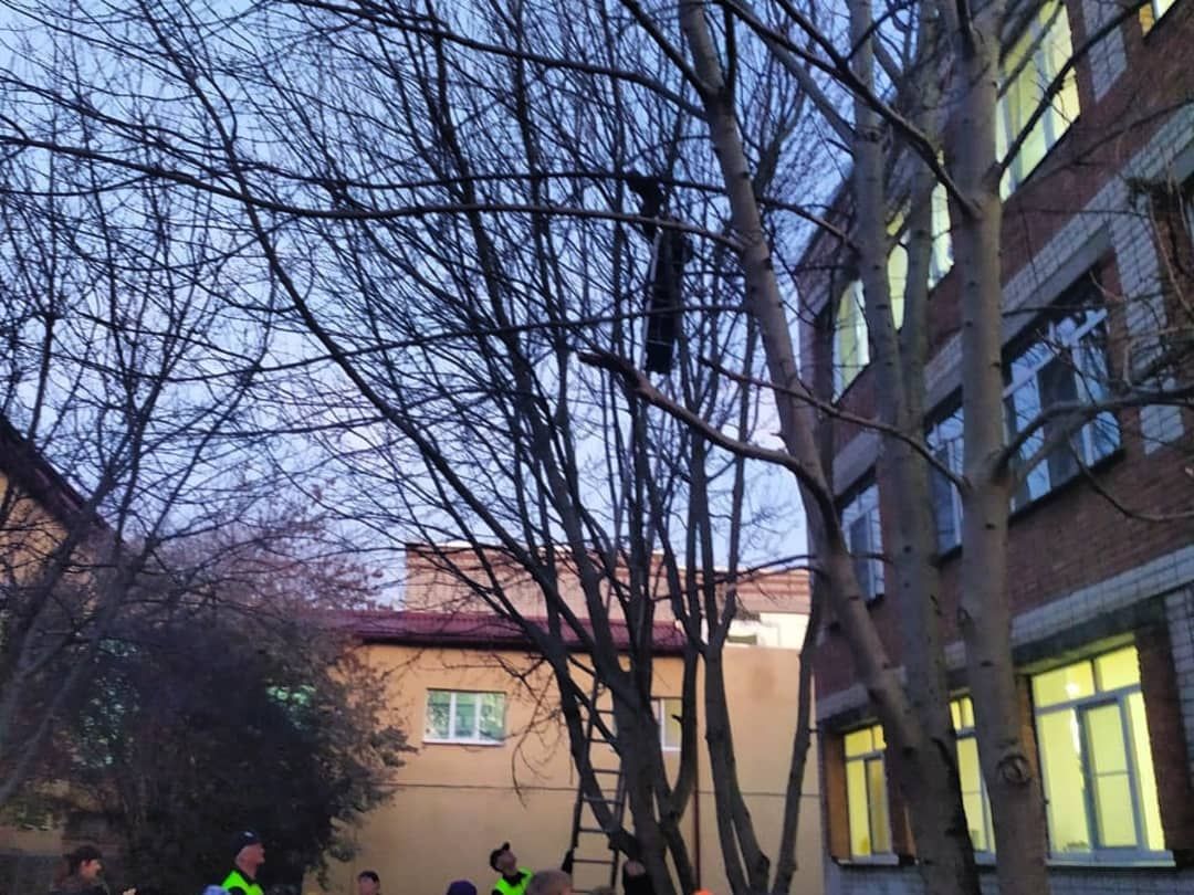 В Ставрополе учащиеся МБОУ лицея №35 помогли застрявшему на дереве коту