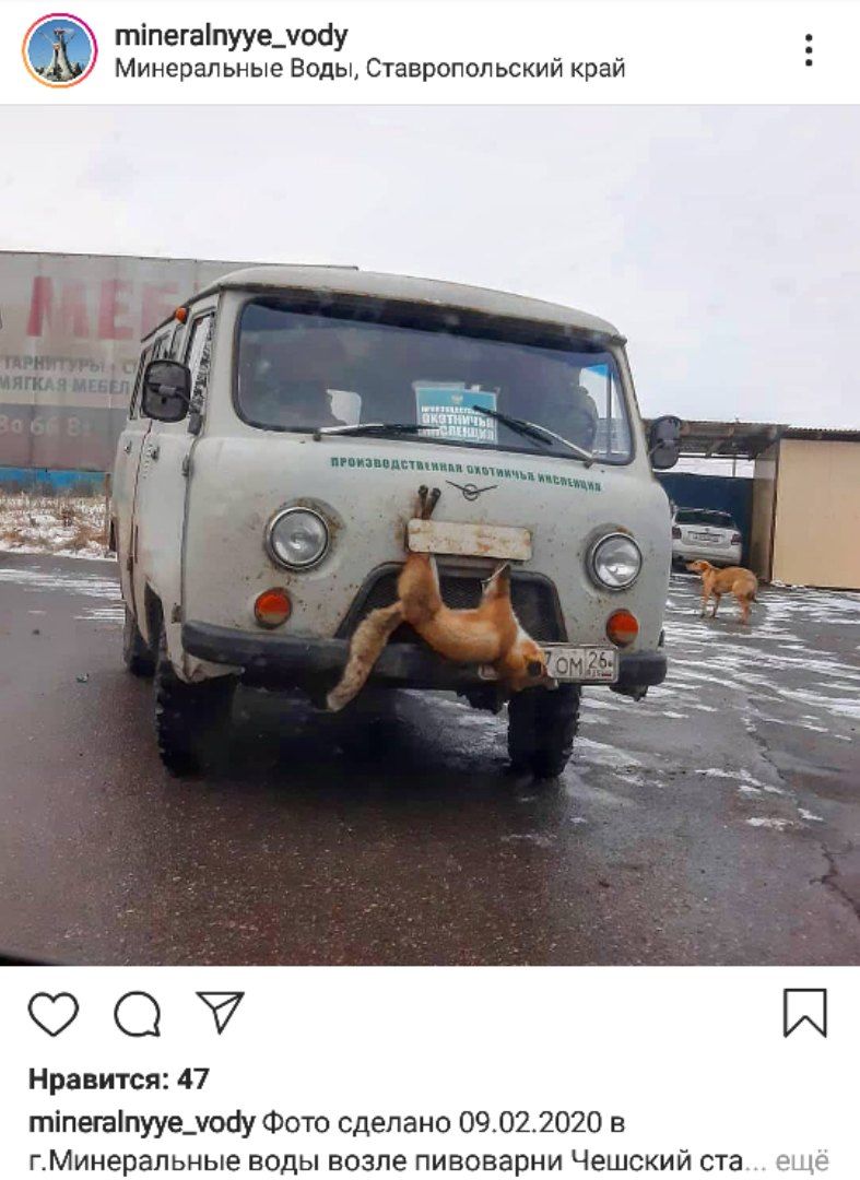 На снимке изображён старый «УАЗ» со ставропольскими номерами и с надписью «Производственная охотничья инспекция», а на капоте машины привязана лисица. Судя по всему, мертвая.