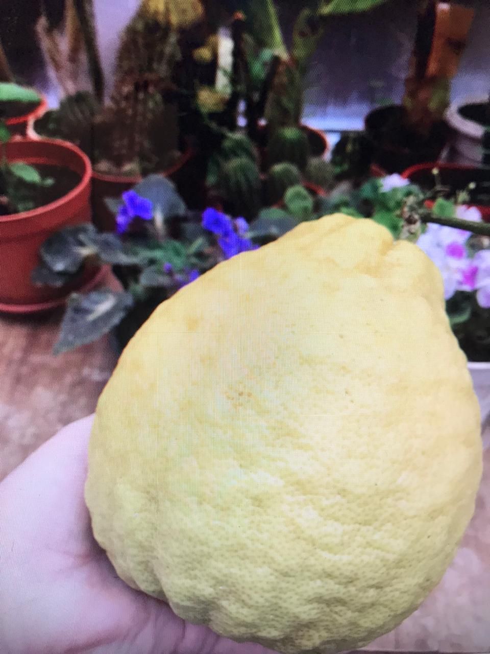 Отдельные лимоны весят больше килограмма