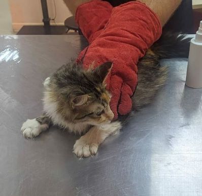 Спасенная из заточения кошка в Ессентуках