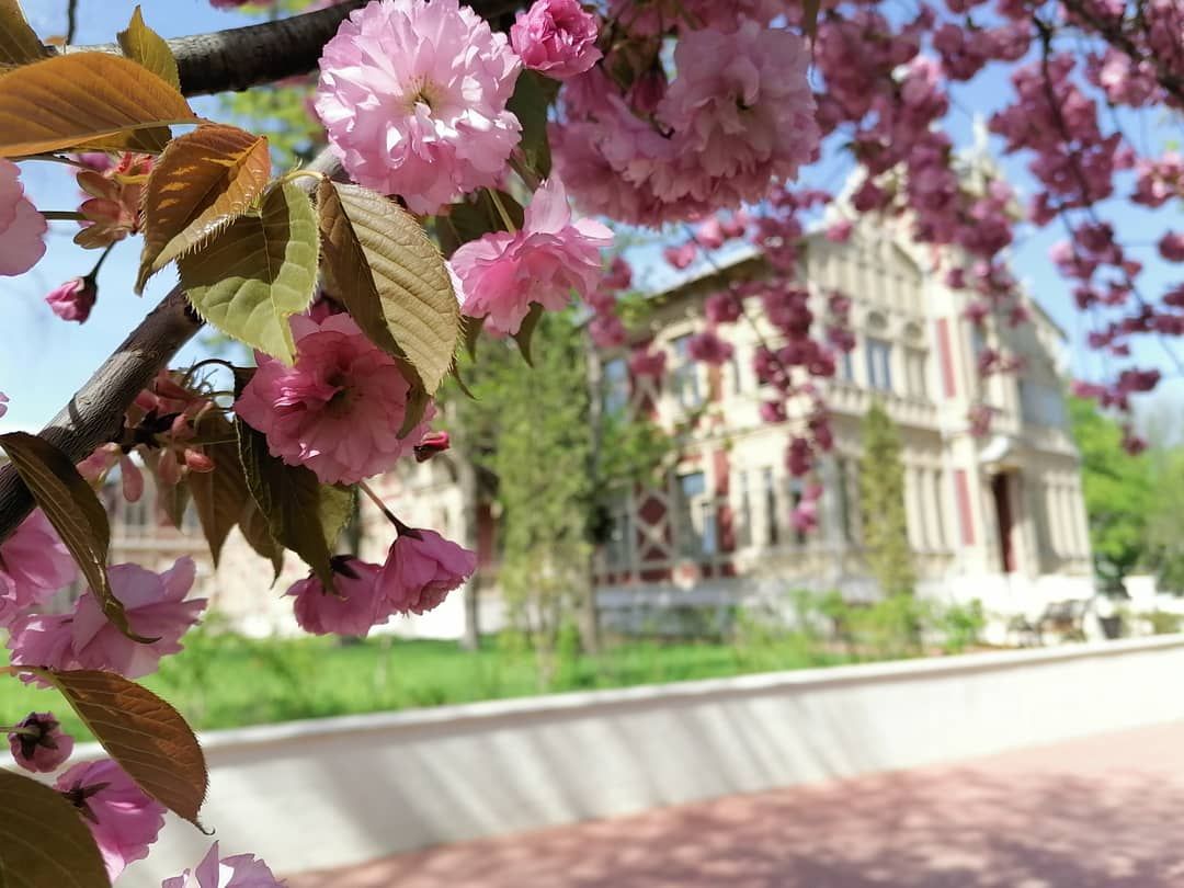 Японская сакура зацвела в Ессентуках | 04.05.2021 | Ставрополь - БезФормата