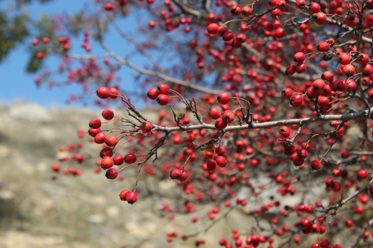 Природный заказник «Подлужный» площадью 380 га создали в Изобильненском округе