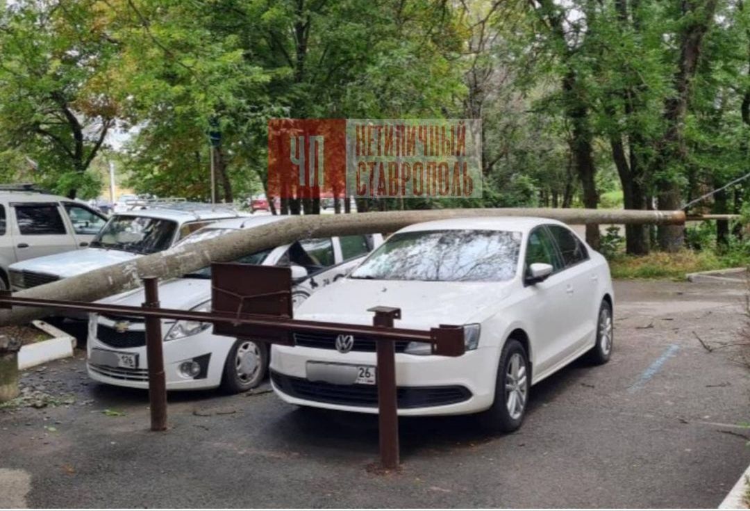 Дерево рухнуло на машину в Ставрополе