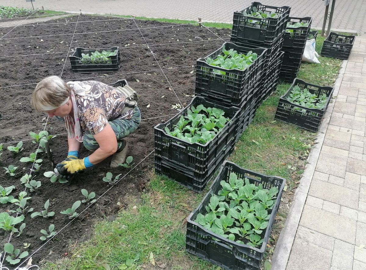 Более тысячи кустов декоративного морозостойкого растения высадят в Ессентуках. Фото: администрация Ессентуков. Более тысячи кустов декоративного морозостойкого растения высадят в Ессентуках. Фото: администрация Ессентуков.