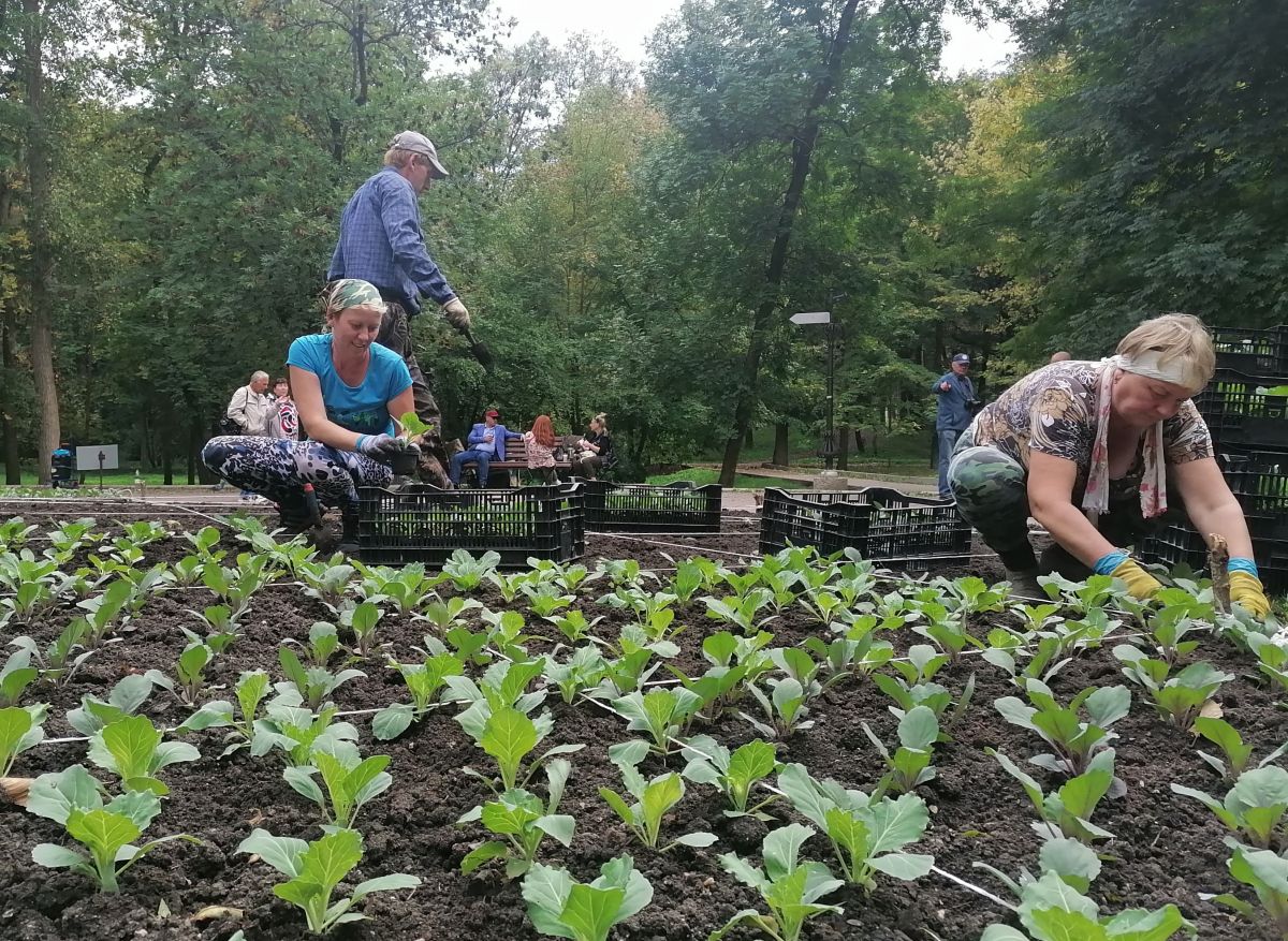 Более тысячи кустов декоративного морозостойкого растения высадят в Ессентуках. Фото: администрация Ессентуков. Более тысячи кустов декоративного морозостойкого растения высадят в Ессентуках. Фото: администрация Ессентуков.