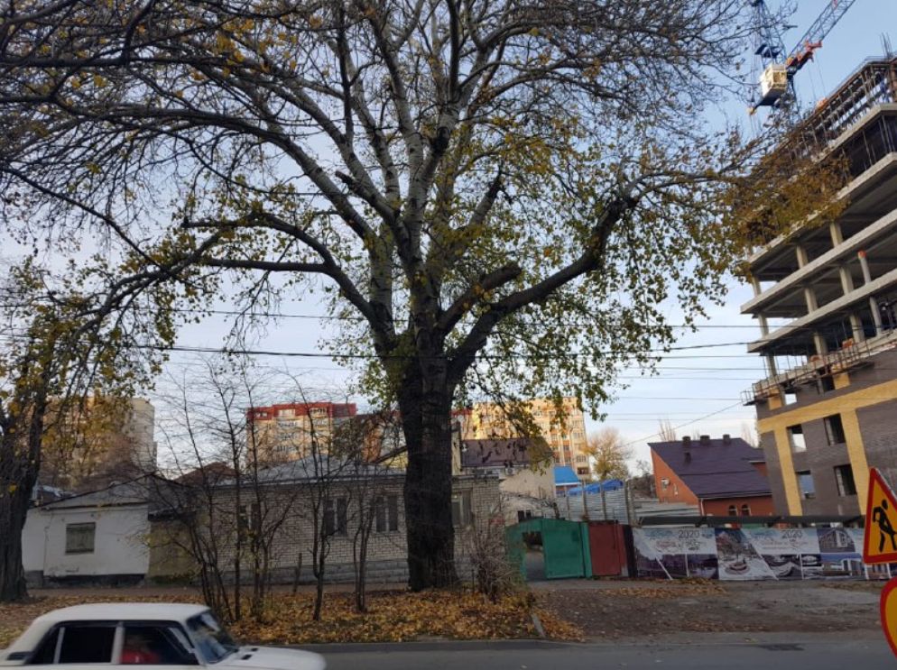 уберут деревья на Ленина в Ставрополе