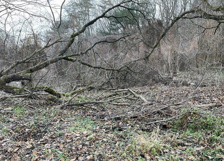 На горе Машук в Пятигорске эксперты проведут обследование леса. Фото: instagram.com/voroshilov_dm/ На горе Машук в Пятигорске эксперты проведут обследование леса. Фото: instagram.com/voroshilov_dm/