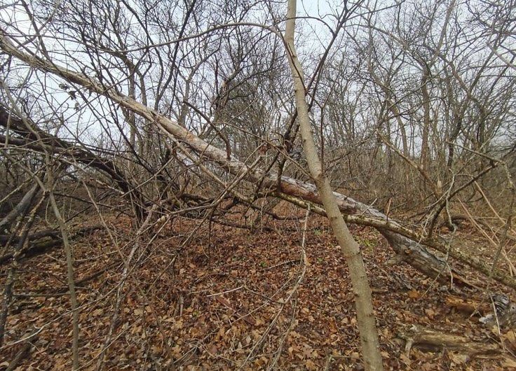 На горе Машук в Пятигорске эксперты проведут обследование леса. Фото: instagram.com/voroshilov_dm/ На горе Машук в Пятигорске эксперты проведут обследование леса. Фото: instagram.com/voroshilov_dm/