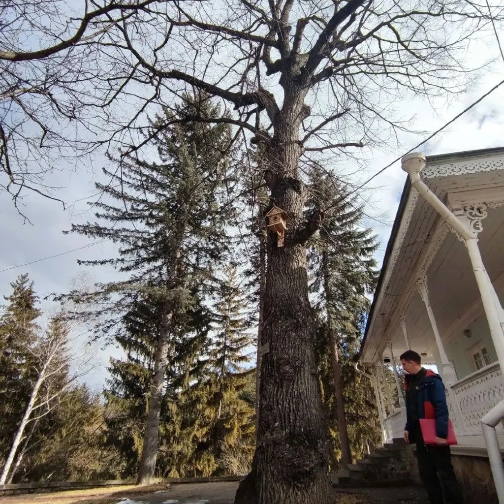 Кисловодск принял участие в акции "Мемориальные деревья России". Фото: администрация Кисловодска.