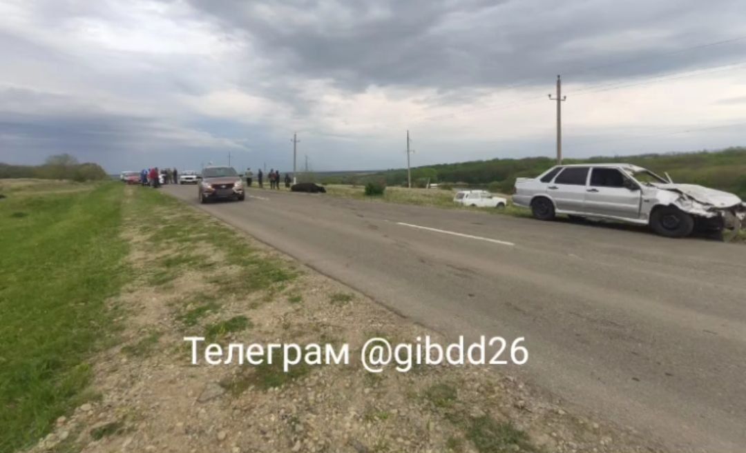 На Ставрополье водитель въехал в стадо коров, три из них получили травмы. Фото: УГИБДД по СК