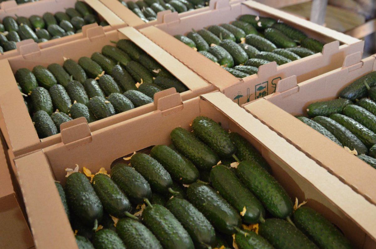 Более 36 тыс. тонн овощей вырастили в теплицах Ставрополья с начала года. Фото: минсельхоз СК
