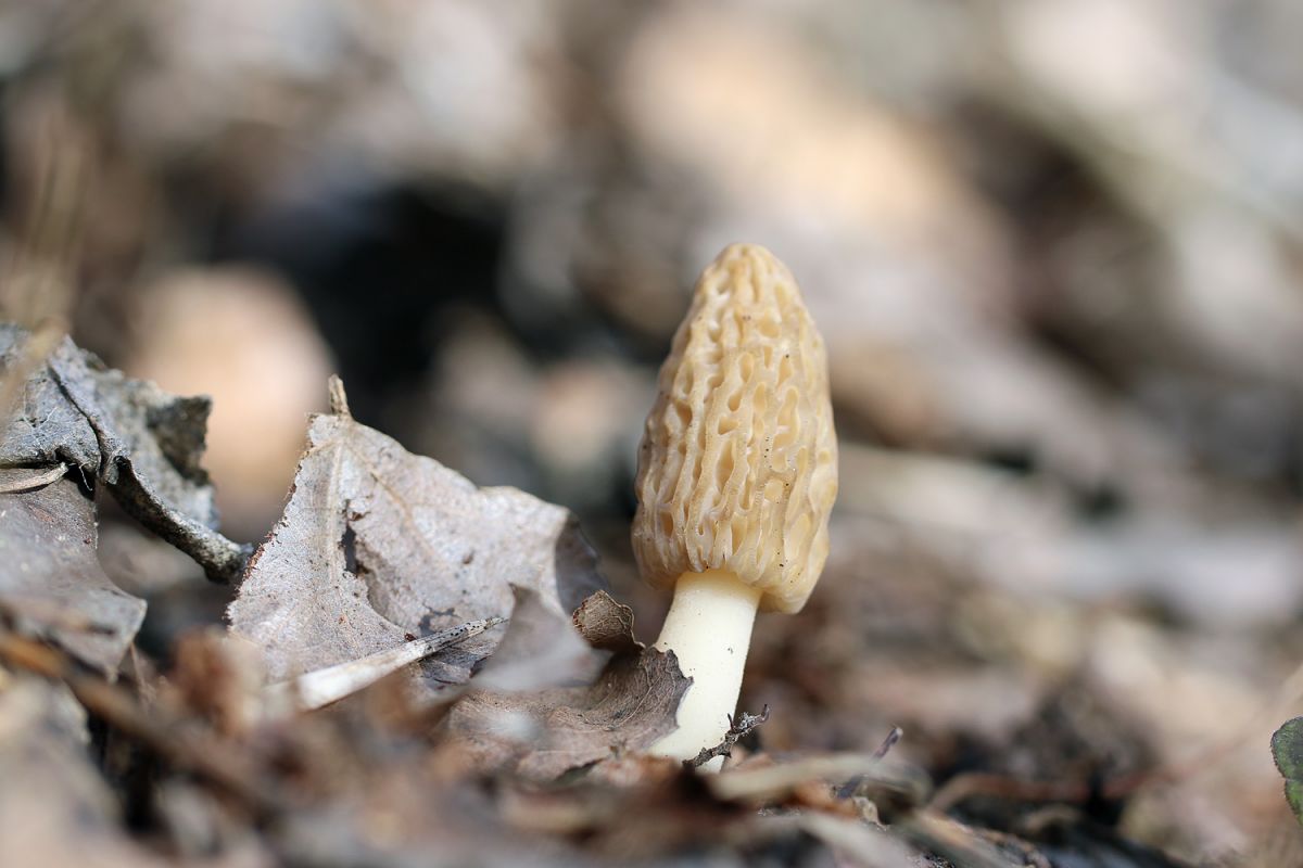 Какие грибы растут в Бешпагире?