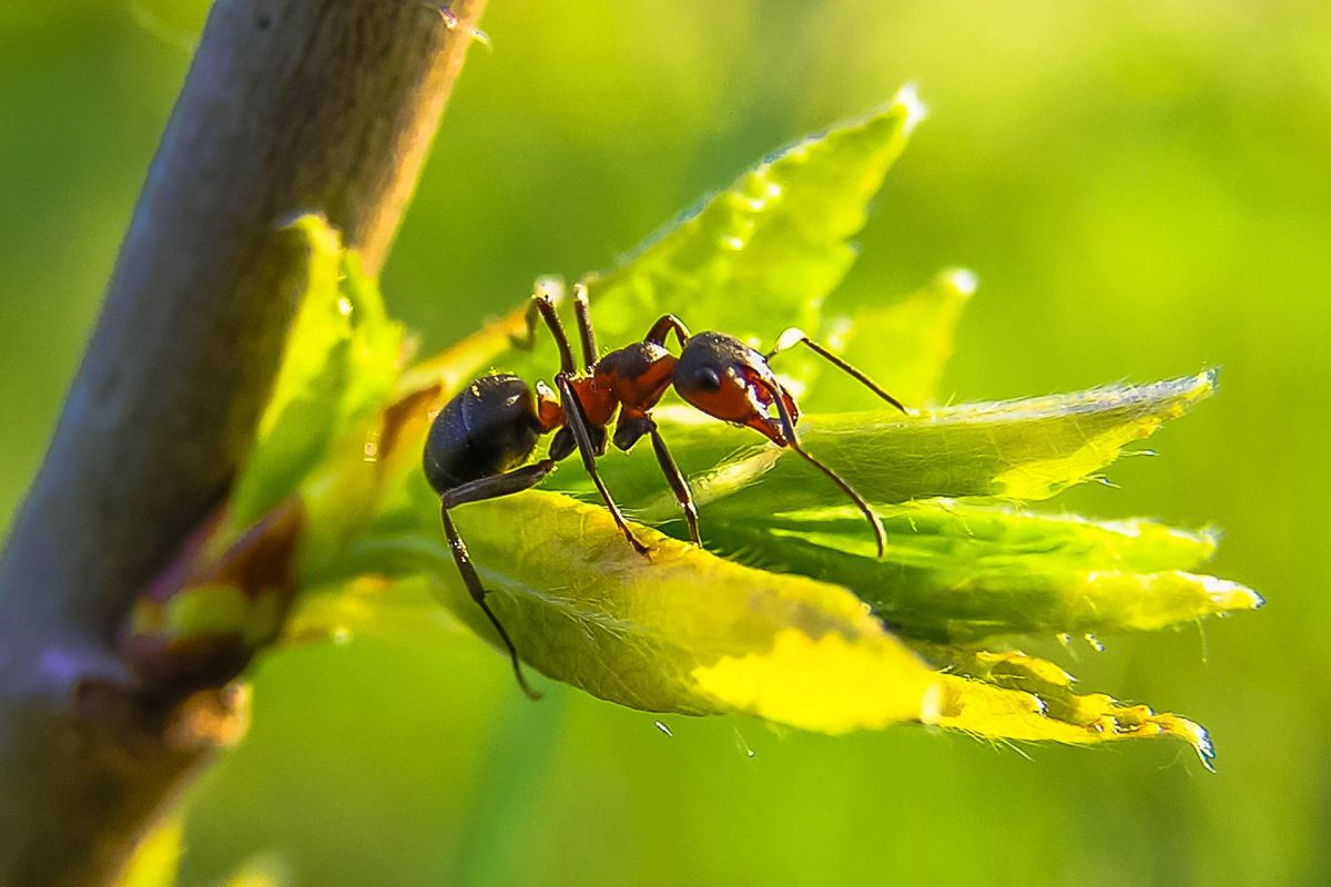 Как избавиться от муравьев борной кислотой в квартире и огороде