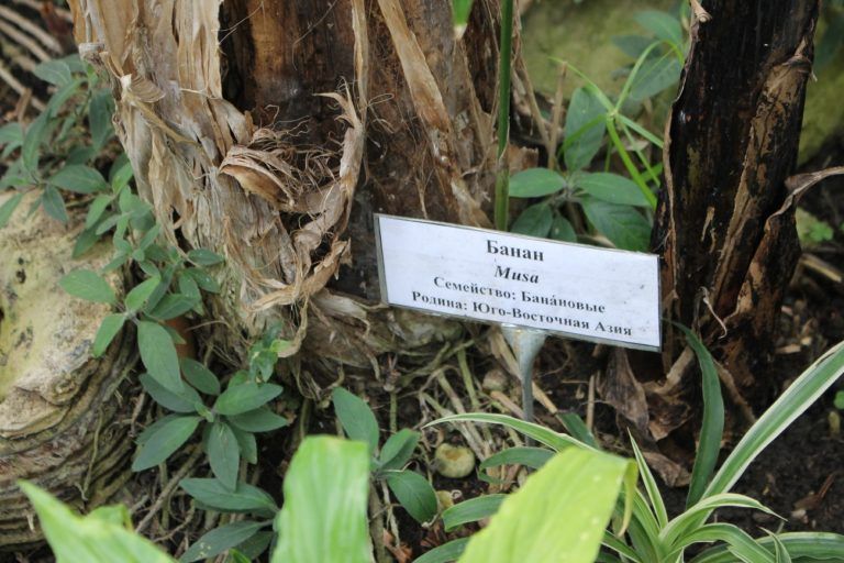 Более 200 видов экзотических растений выращивают кисловодские юннаты. Фото: администрация Кисловодска