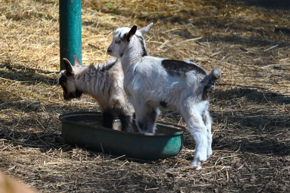 Ставропольские парки Ставропольские парки