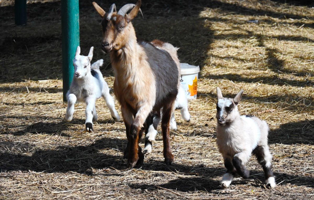 Ставропольские парки Ставропольские парки