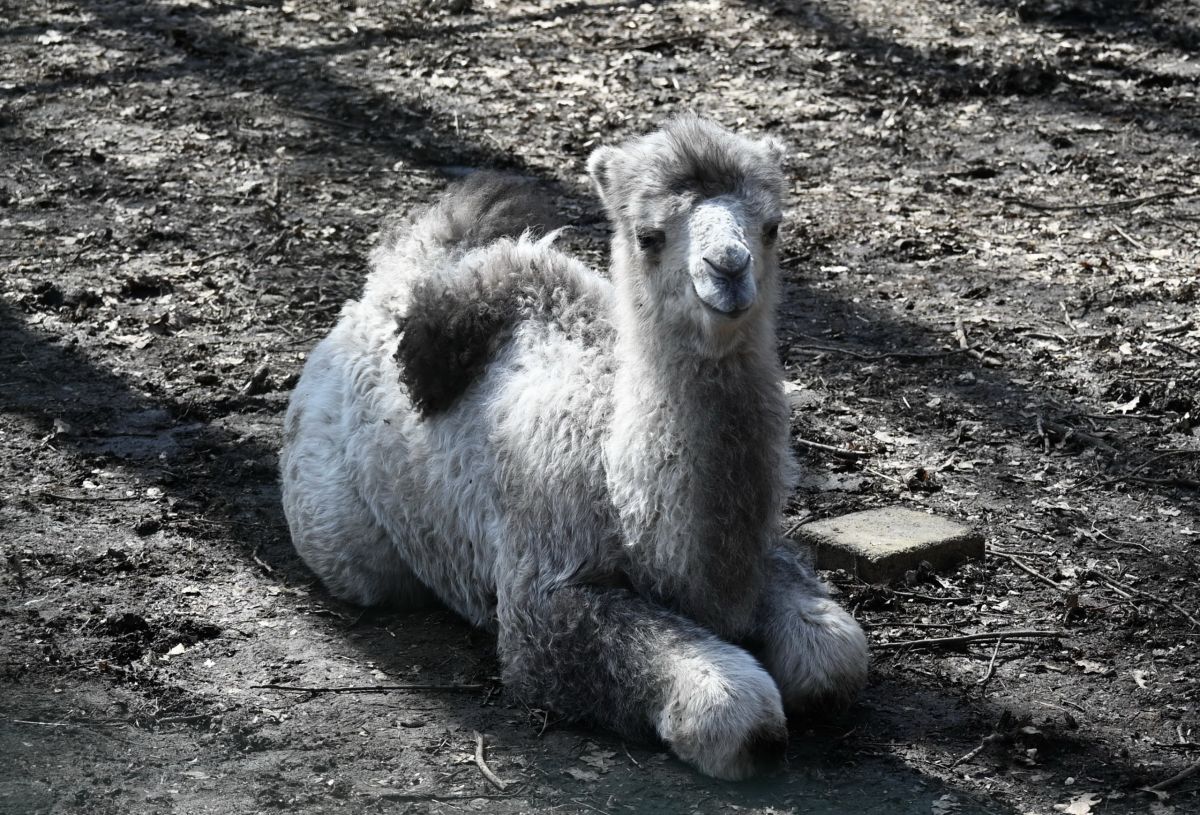 Ставропольские парки Ставропольские парки