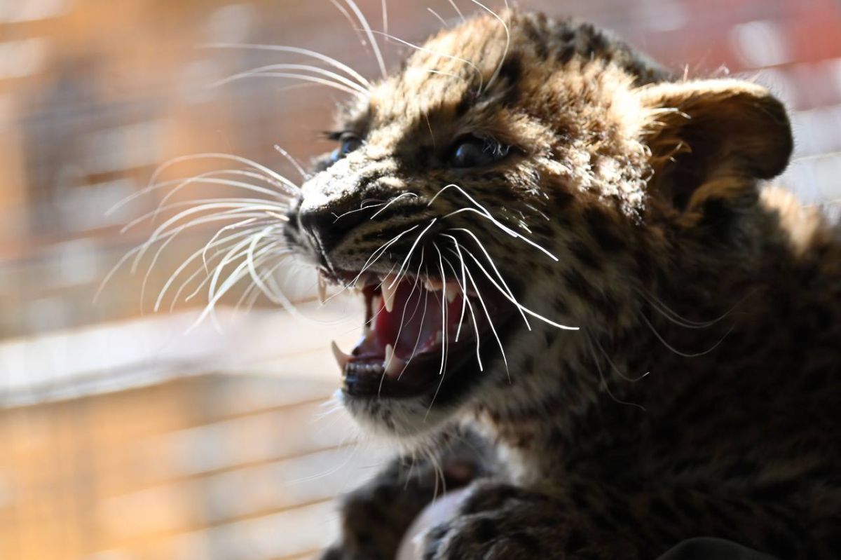 Официальный канал Ставропольских парков культуры и отдыха