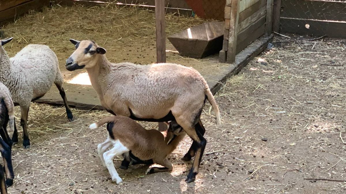 Официальный канал Ставропольских парков культуры и отдыха