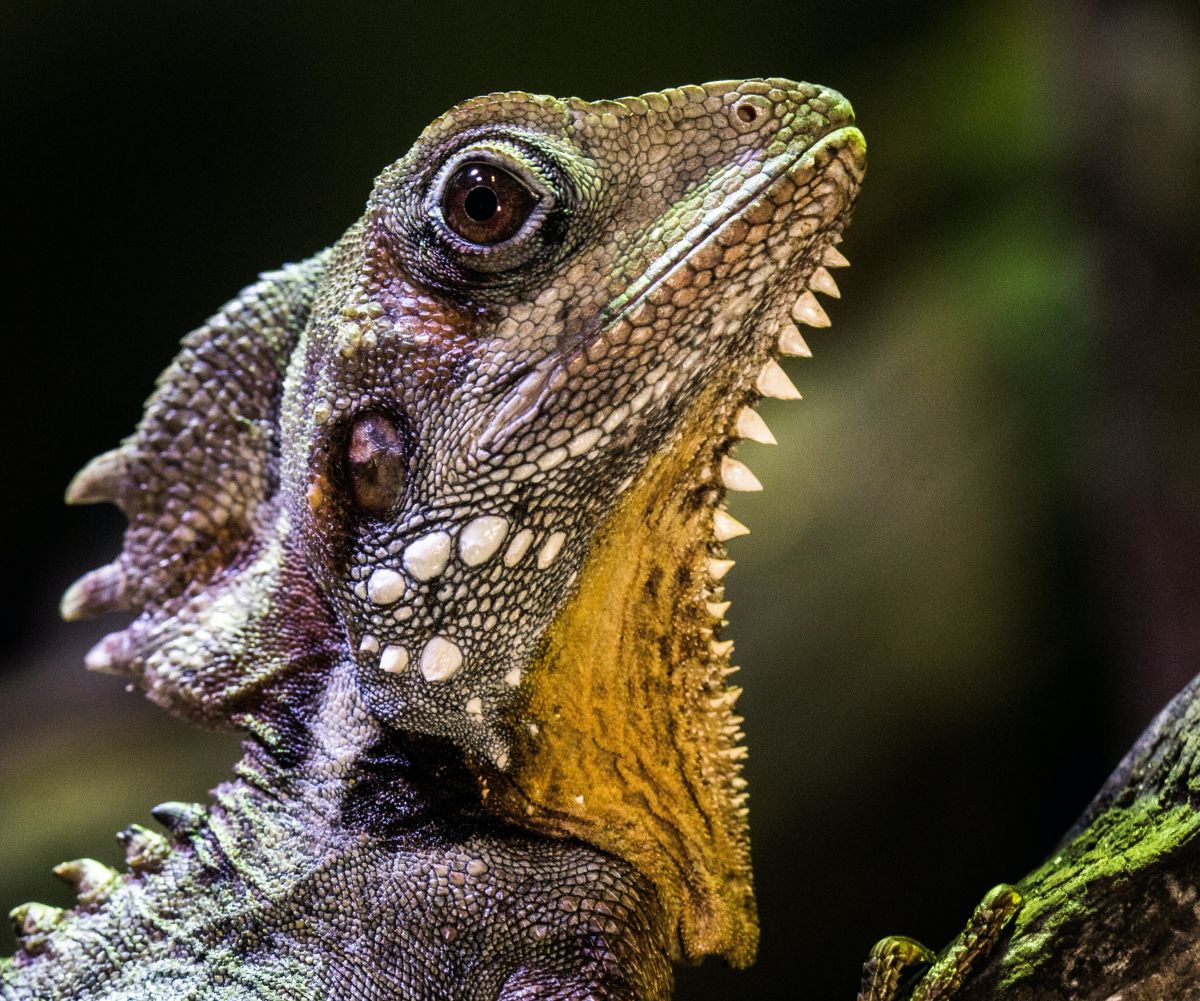 Reptiles перевод. Ящерица поясохвост. Поясохвост геккон. Австралийский Лесной дракон ящерица. Дракон Лесной новогвинейский.