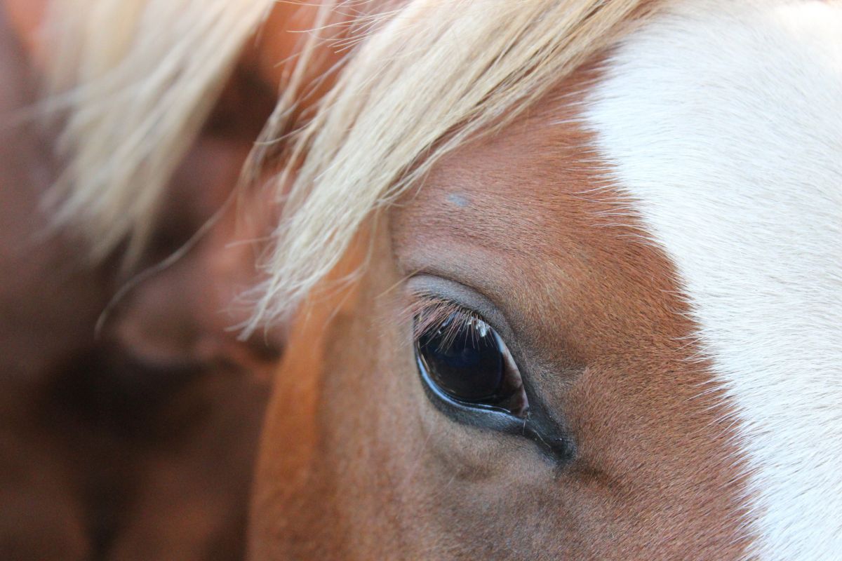 Глазные капли для лошади.