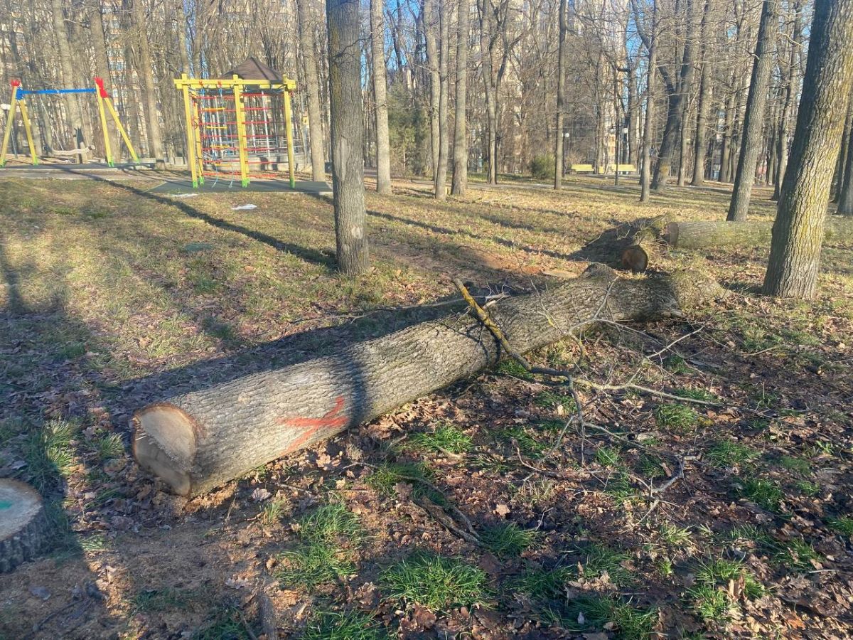 вырубка деревьев в Ставрополе
