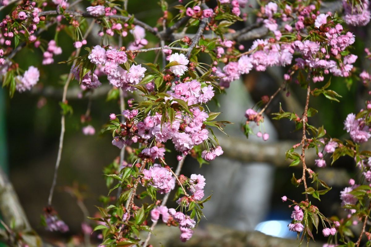 пресс-служба парка Победы