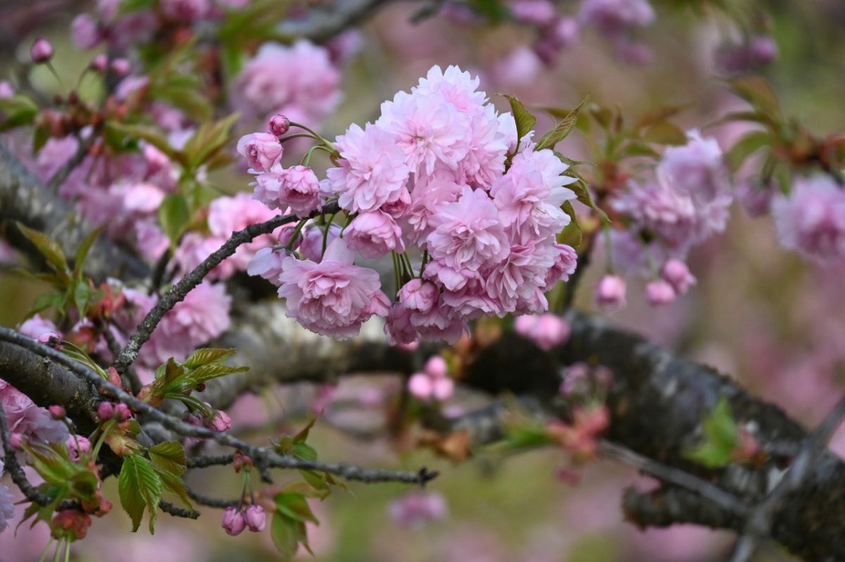 пресс-служба парка Победы