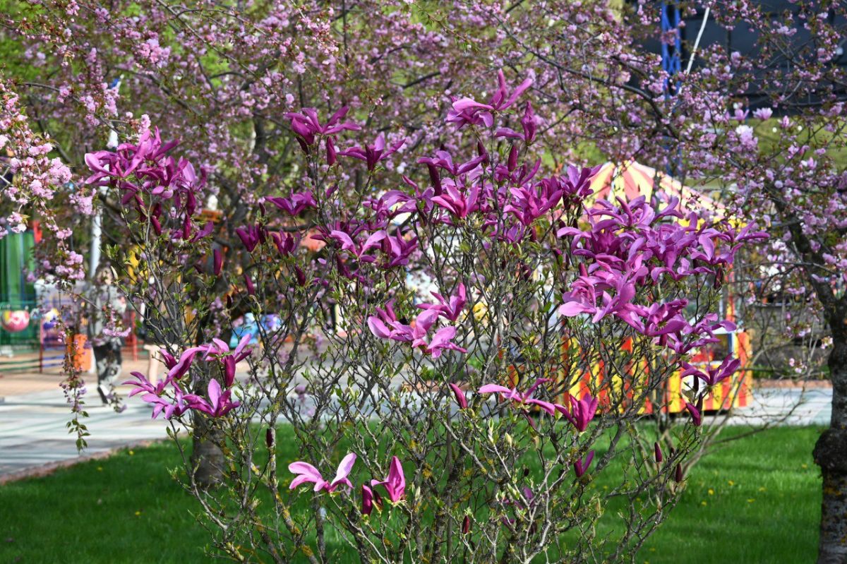 пресс-служба парка Победы