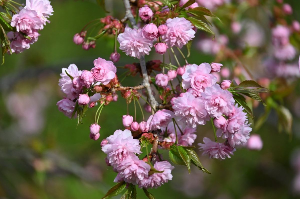 администрация Ставрополя