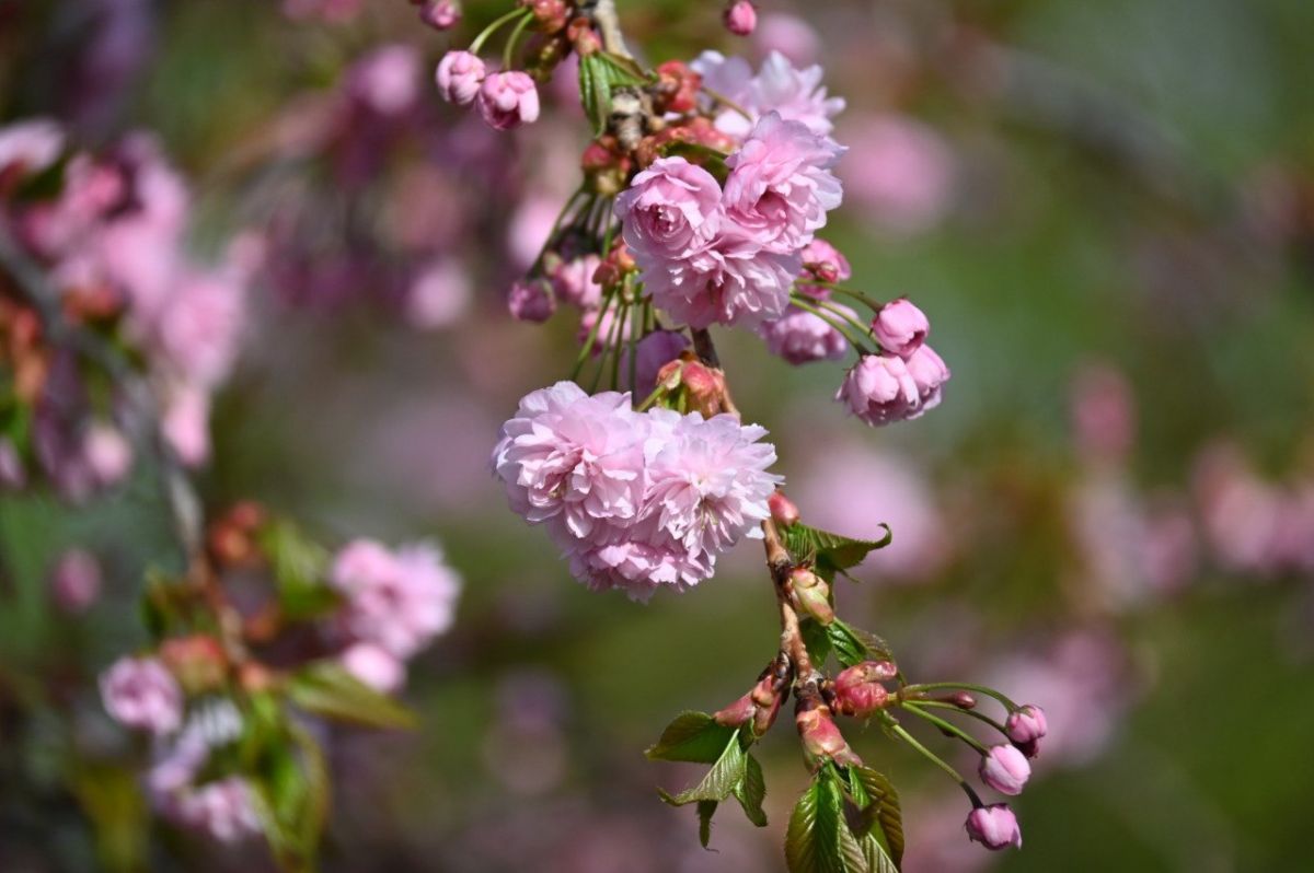 администрация Ставрополя