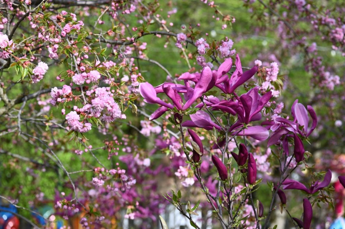 администрация Ставрополя