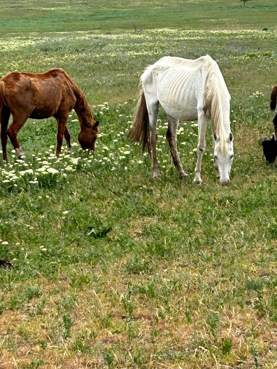 истощенные лошади на конезаводе в Александровском округе