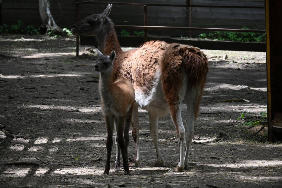 телеграм-канал "Ставропольские парки"