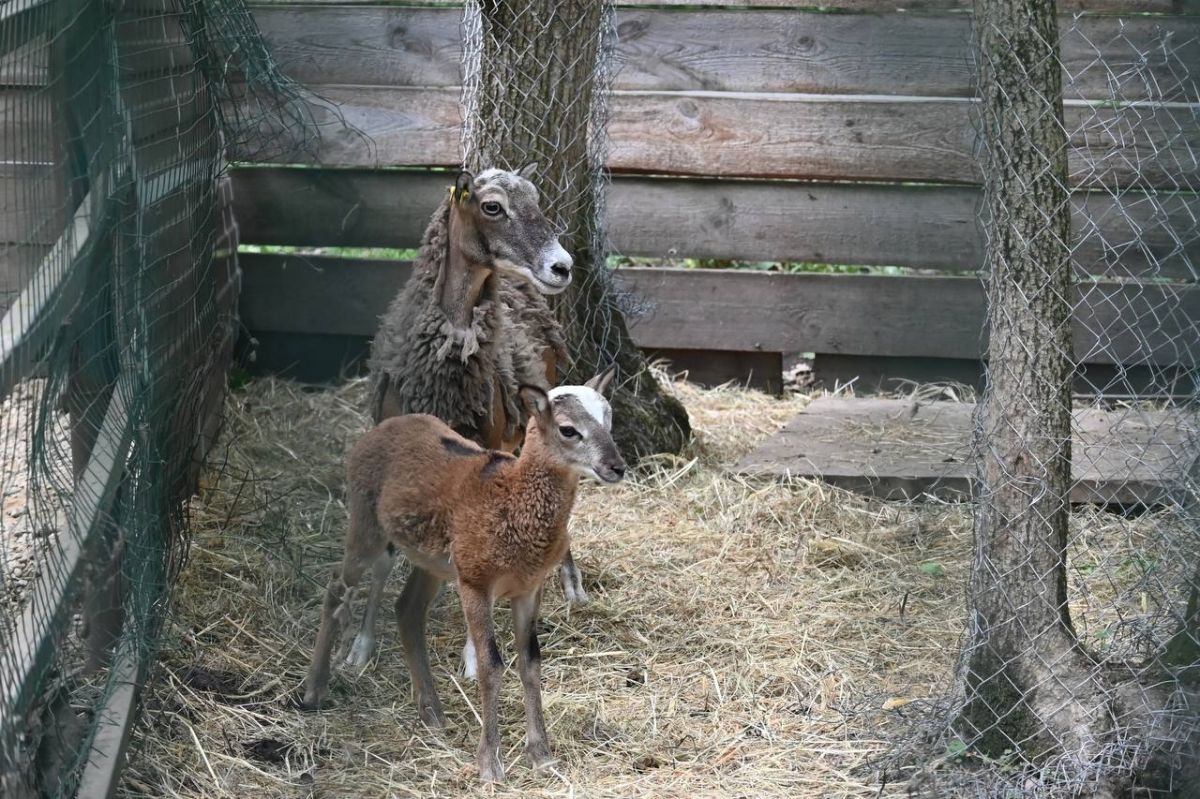 телеграм-канал "Ставропольские парки"