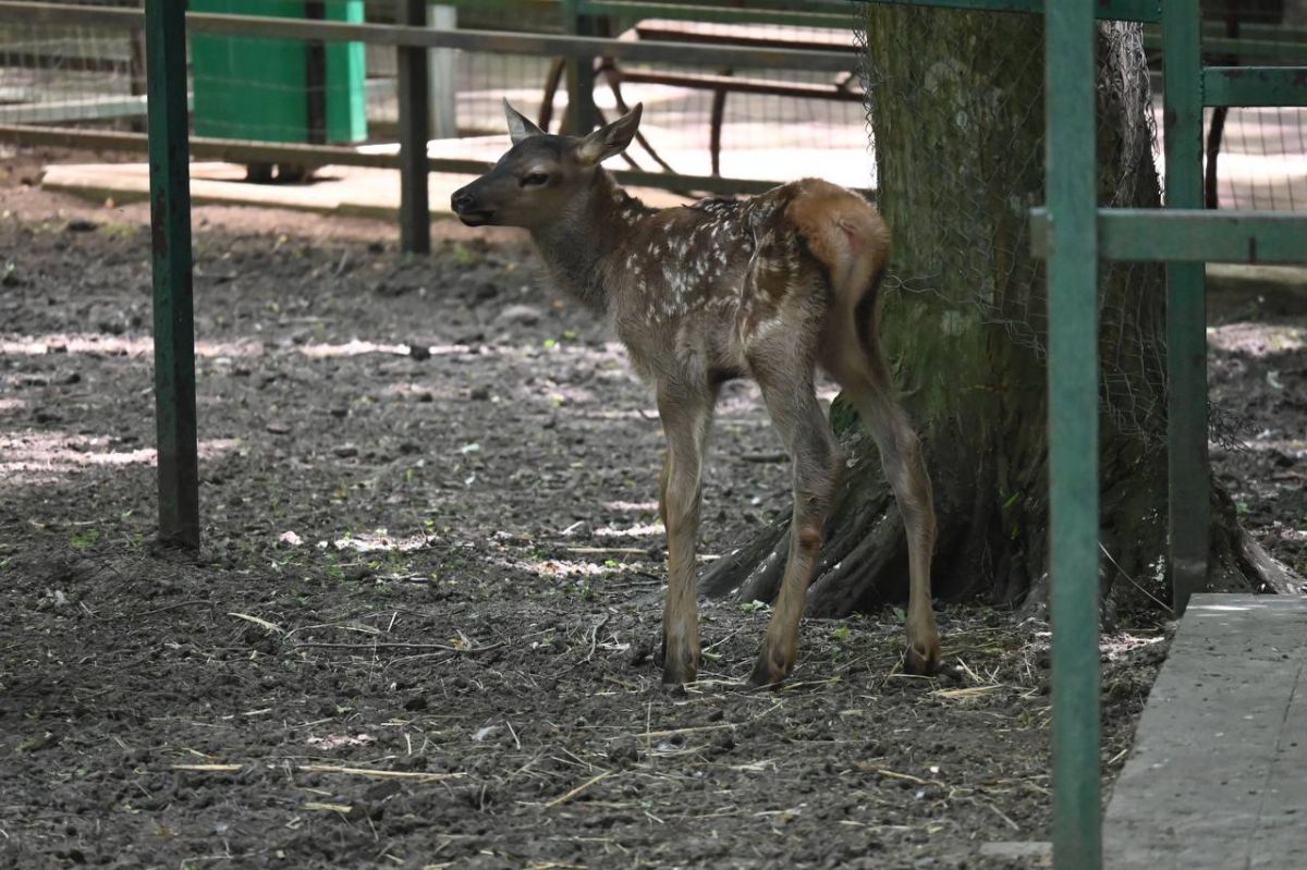 телеграм-канал "Ставропольские парки"