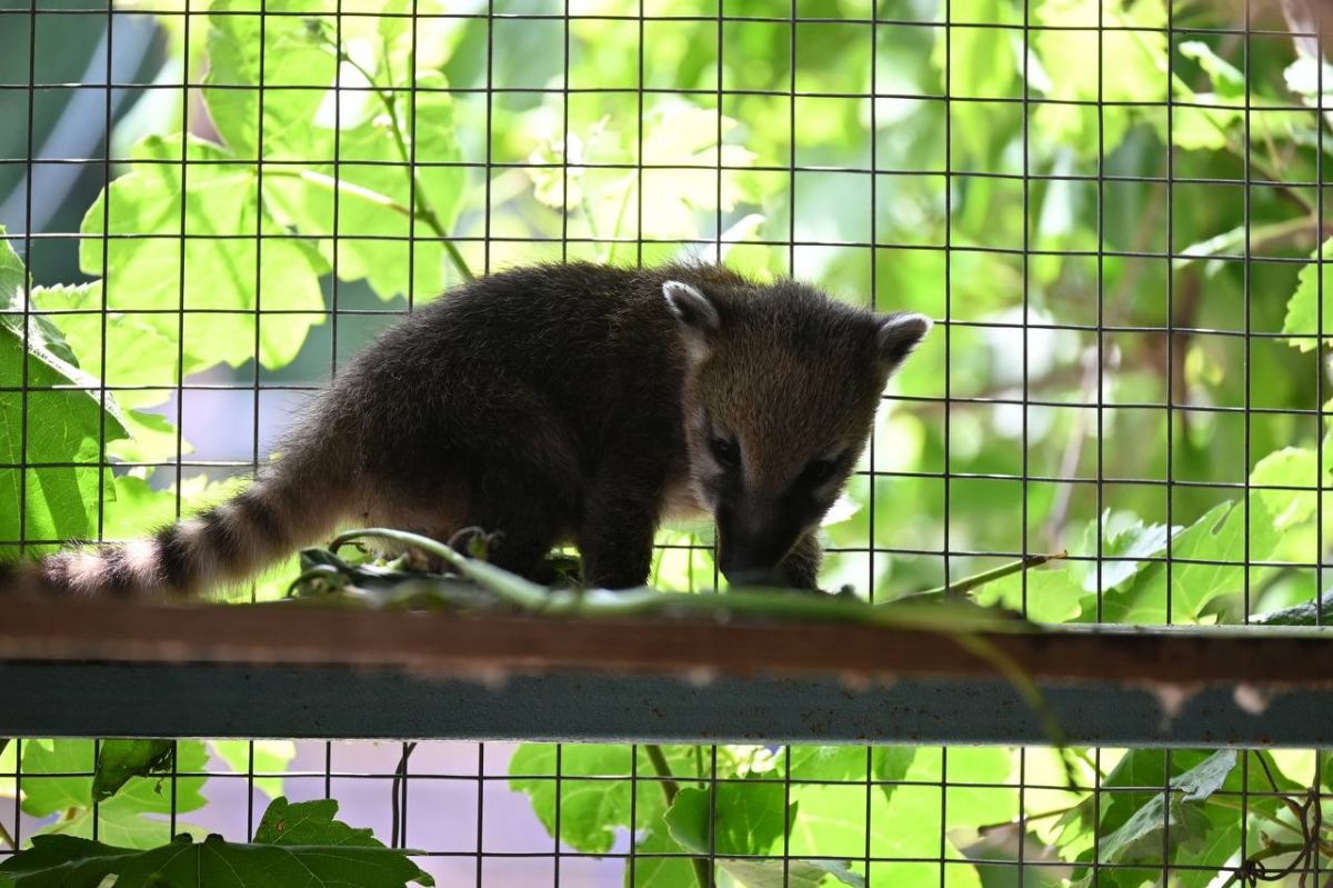 телеграм-канал "Ставропольские парки"