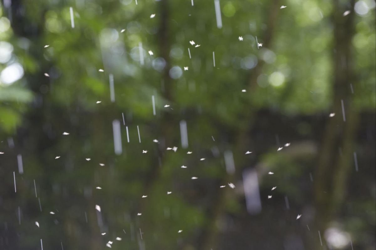 Иван Высочинский. "Мошки под дождём в Мамайском лесу" Иван Высочинский. "Мошки под дождём в Мамайском лесу"