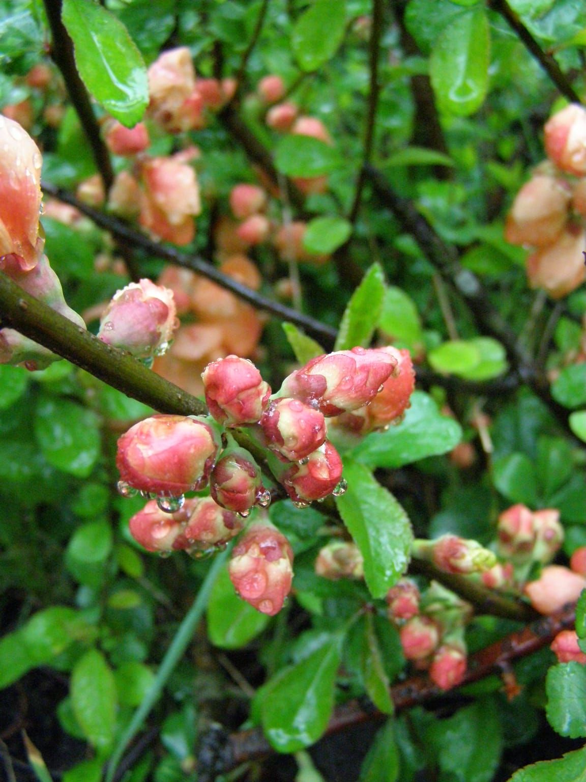 Фото: Ботанический сад Фото: Ботанический сад