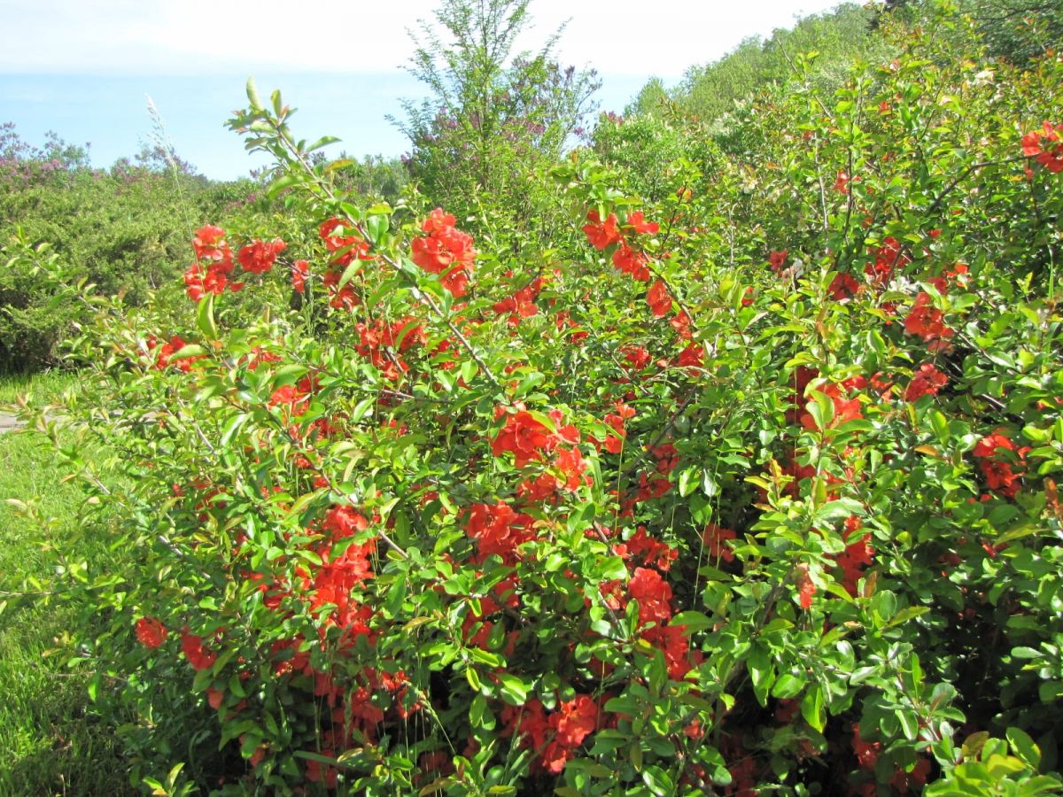 Фото: Ботанический сад Фото: Ботанический сад