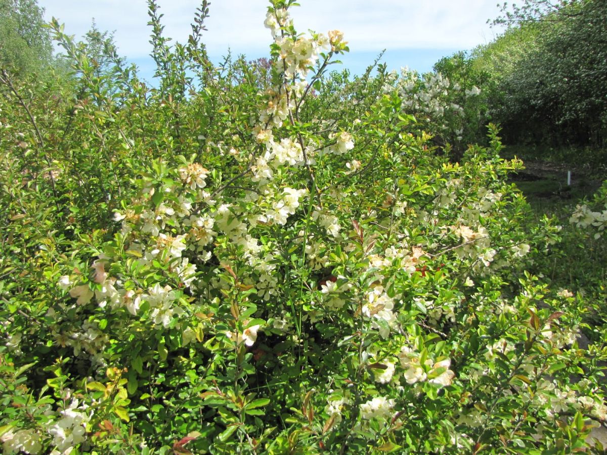 Фото: Ботанический сад Фото: Ботанический сад