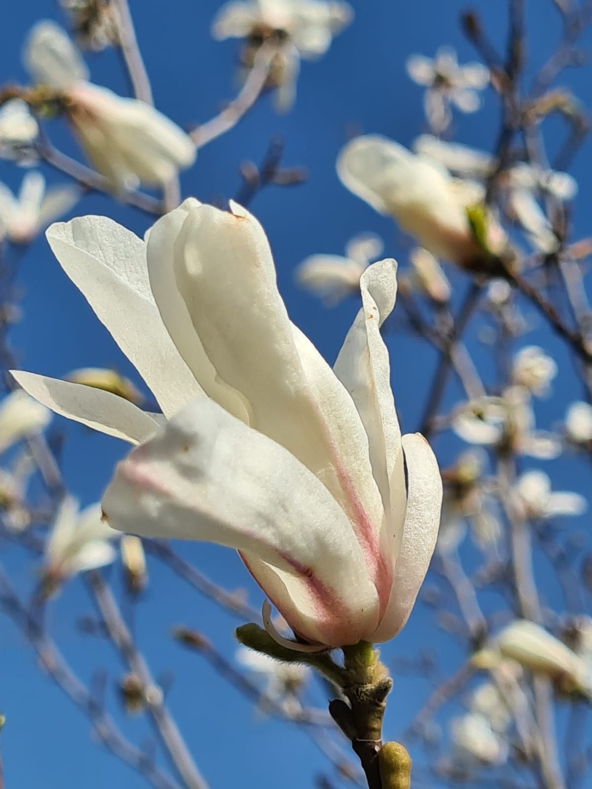 Фото: Ботанический сад Фото: Ботанический сад