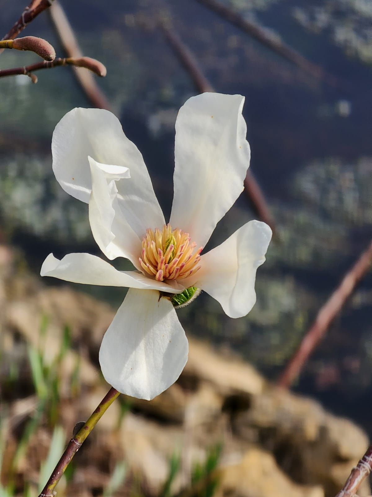 Фото: Ботанический сад Фото: Ботанический сад