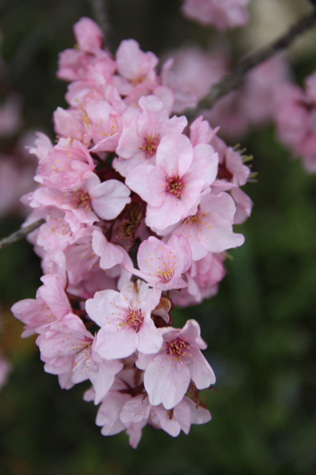 Фото: Ботанический сад Фото: Ботанический сад