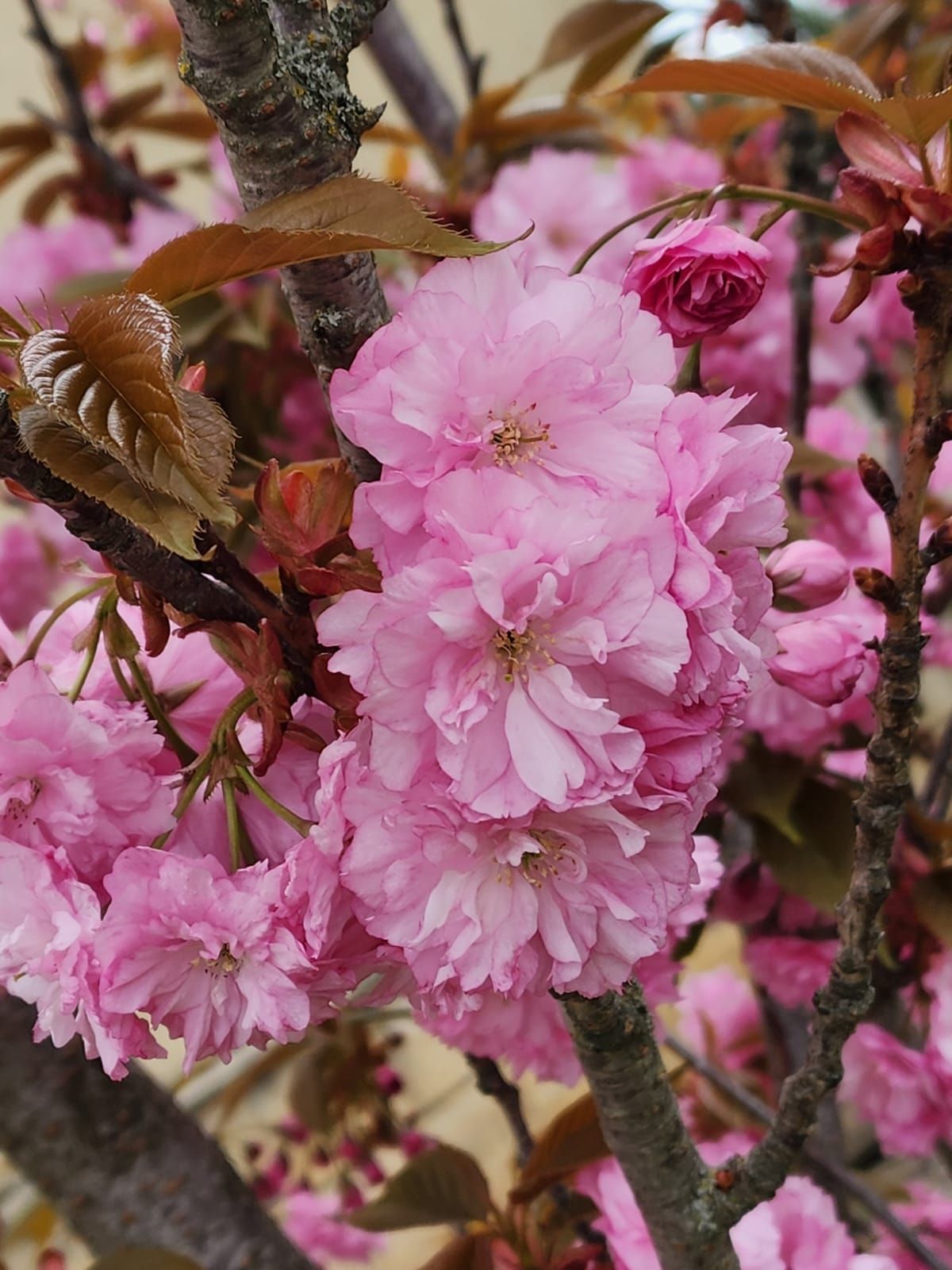 Фото: Ботанический сад Фото: Ботанический сад