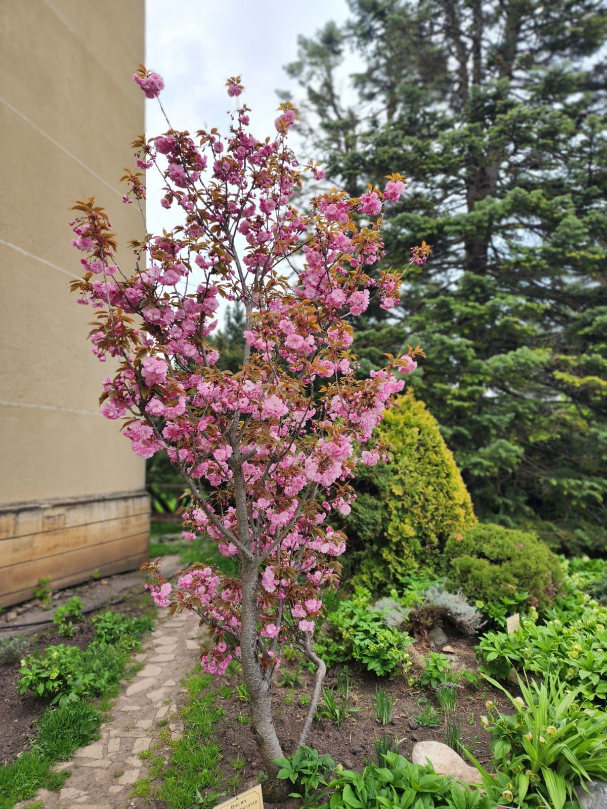 Фото: Ботанический сад Фото: Ботанический сад