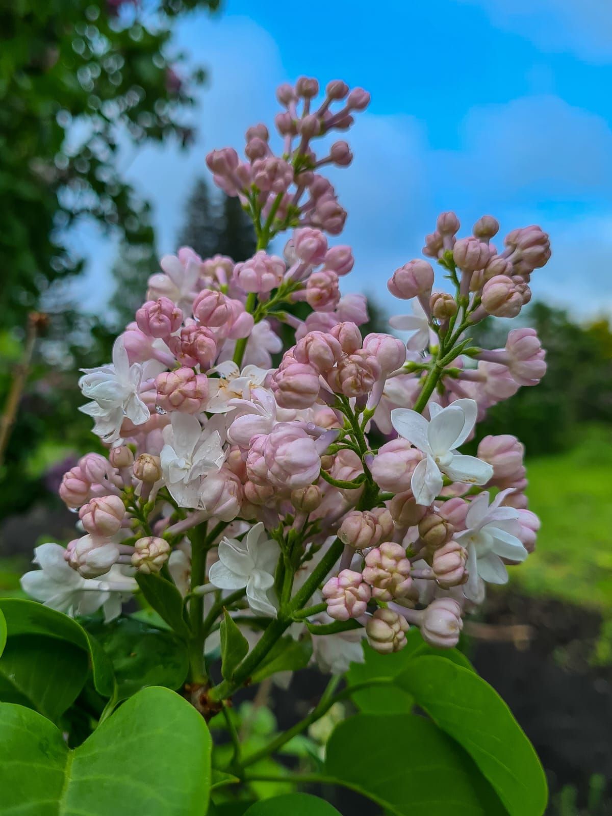 Фото: Ботанический сад Фото: Ботанический сад