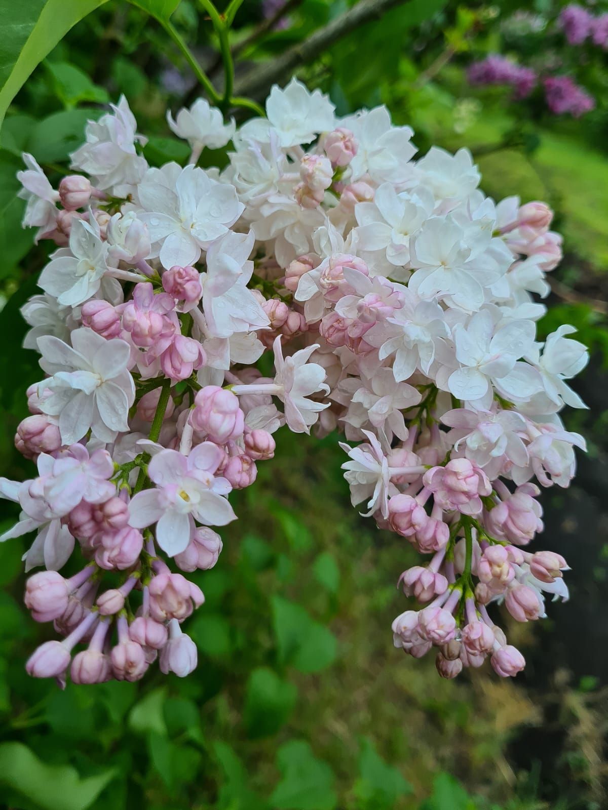 Фото: Ботанический сад Фото: Ботанический сад