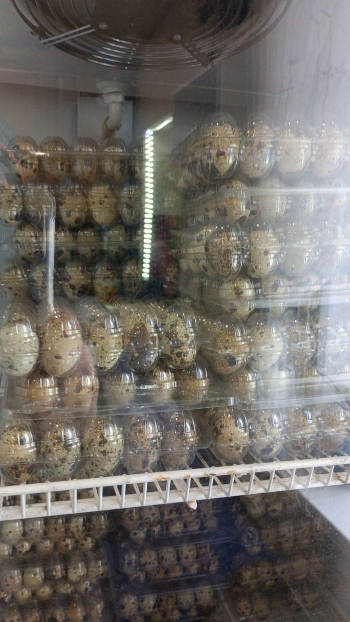 Владимир Рязанцев