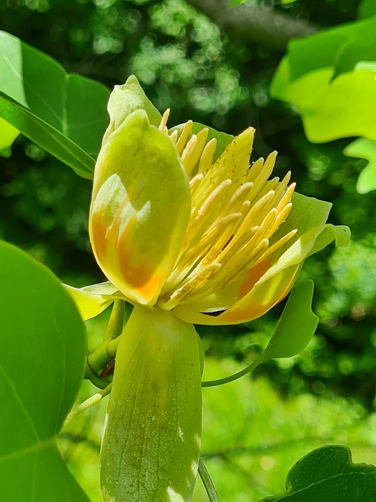Фото: Ботанический сад Фото: Ботанический сад